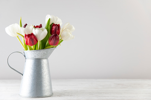 Beautiful red and white tulips in a vase on white wooden background