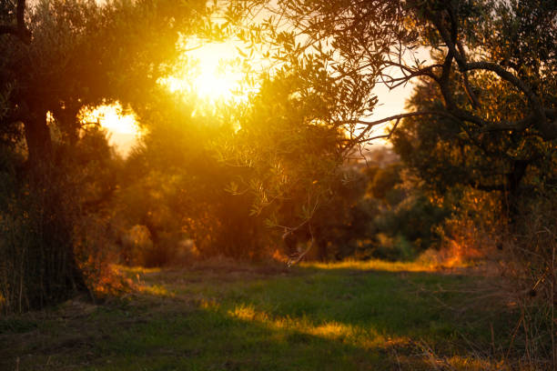 Olive tree branches lit by sun