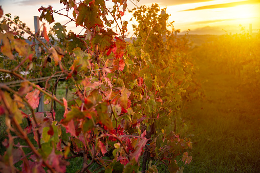 Sunset in countryside with vineyard in autumn