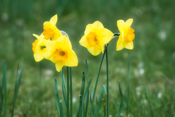 Daffodils at Easter time on a meadow. Yellow flowers shine against the green grass. Early bloomers that announce the spring. Plants photo