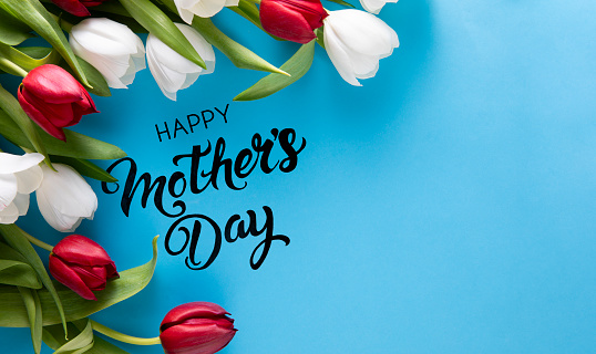 Mother’s day concept with tulips and greeting message on blue background