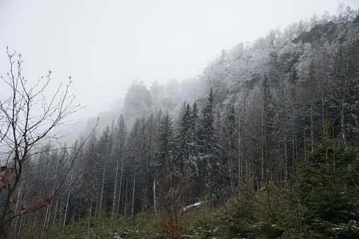 View of the Großer Zschirnstein with snow-covered trees and in the fog, on the summit