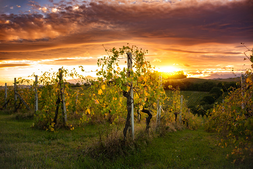 Sunset at vineyard in Tuscany in autumn