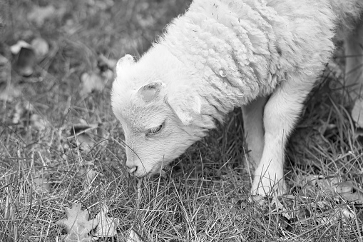 Easter lamb eating on a green meadow in black and white. White wool on farm animal on a farm. Animal photo of a mammal