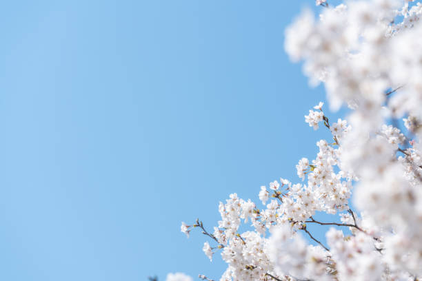 istock Cherry blossoms in full bloom under the blue sky 2148375376