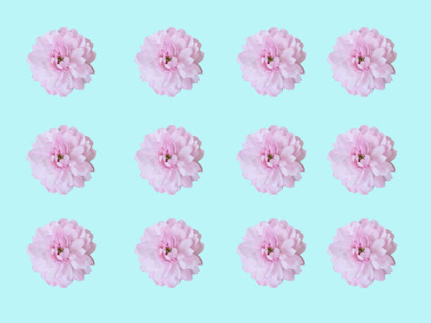 Macro view of pink flowers background