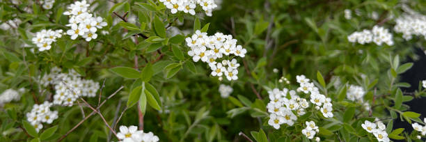istock A white spiraea blossom in full springtime bloom, its delicate petals contrasting with lush greenery. 2148377051