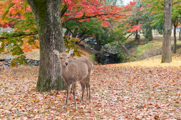 istock Deer in Nara Park in autumn 2148377305