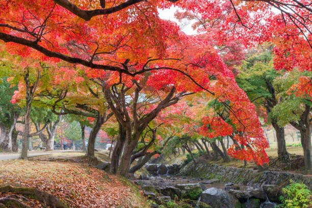 istock Autumn leaves in Nara Park 2148377319
