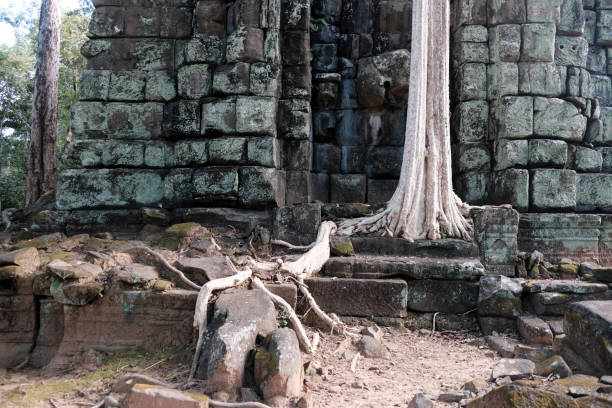 Ta Prohm, Angkor Wat temple complex, Siem Reap, Cambodia. Massive tumbling and fallen stone blocks and interwoven and tangled Spung or Spueng tree roots typify and reflect the part restored religious pagodas and temples that cover an enormous area around the Angkor Wat city and temple complex, in this ancient Buddhist and Hindu kingdom that is a major tourist destination for travel today, Siem Reap, Cambodia