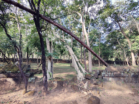 Banyan trees over the ruins of the Prasat Banteay Pir Chaon, a laterite temple at Koh Ker, a remote archaeological site in northern Cambodia about 120 kilometres from the ancient site of Angkor.