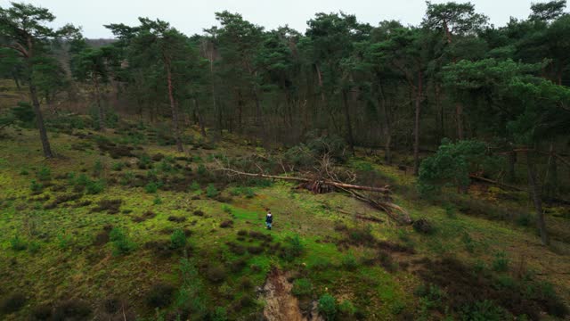 Child climbing on dune hill in pine tree forest top aerial wide view
