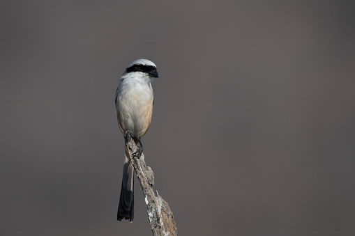 The tufted titmouse (Baeolophus bicolor) is a small songbird from North America, a species in the tit and chickadee family (Paridae)