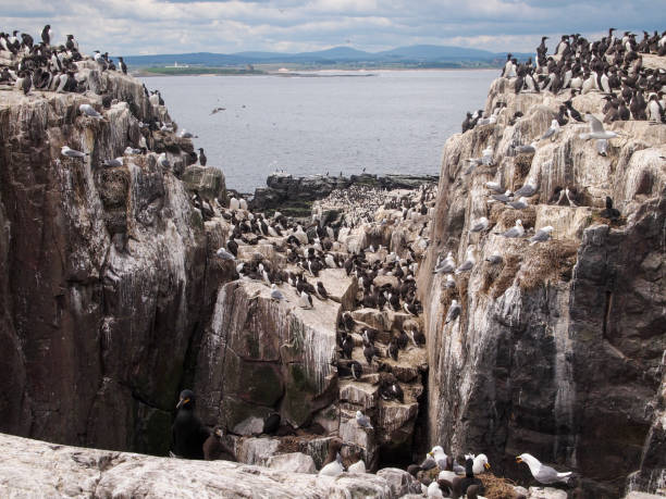 istock Guillemot groups, Uria aalge 5. 2148380087