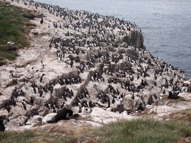 istock Guillemot groups, Uria aalge 6. 2148380103