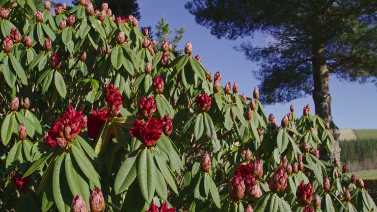 Rhododendron Taurus about to flower in Springtime