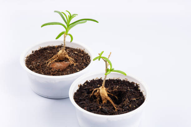 istock two young plant Mestoklema (macrorhiza) - Dwarf caudex succulent, in a small white bowl. isolated on white background 2148380276