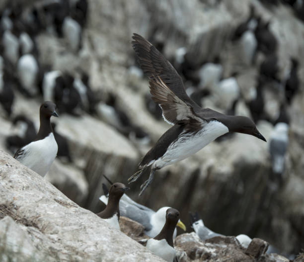 istock Guillemot flying, Uria aalge. 2148380392