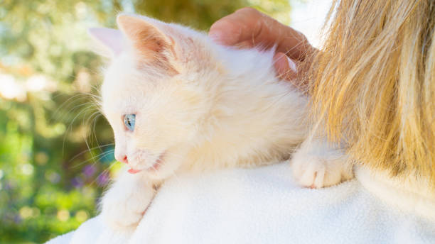 turkish van cat. van kedisi. cute white kitten with colorful eyes. - mini van imagens e fotografias de stock