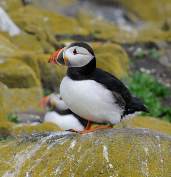 istock Puffin pairs, Fratercula arctica 3. 2148380985