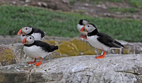 Two well focussed puffins standing on a large rock with two other puffins blurring into the background. Close up with good details. Taken on the Farne Islands.