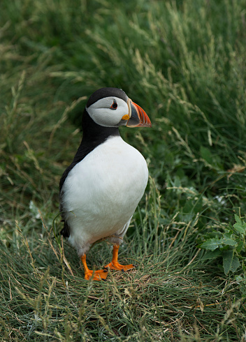 A puffin standing on grass looking to its left. Close up and focussed. Taken on the Farne Islands.