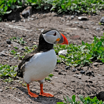 A well focussed puffin standing on rough soil close by one of the nesting areas on the Farne Islands. Close-up and with good details.