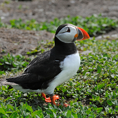 A side view of a lone puffin standing on Creeping Saltbush.  A bright, close-up image, with good detail. Taken on the Farne Islands.
