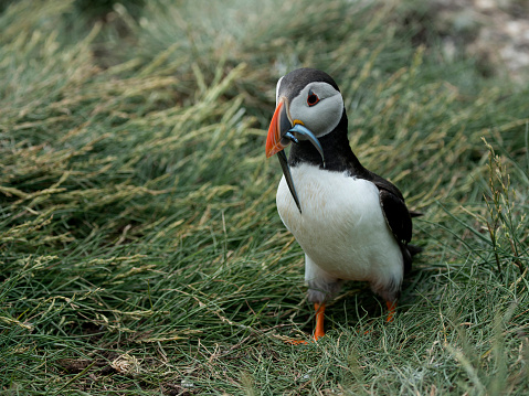 A male puffin returning to its burrow with two Sand eels in its beak. The background is a course type of grass found on the Farne islands. Well focussed, close-up and with good details.