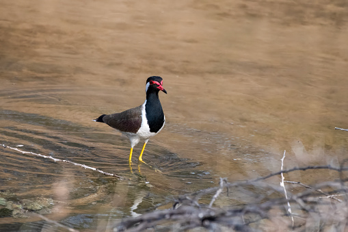 red-wattled lapwing (Vanellus indicus) at a pond seen at Jhalana Reserve in Rajasthan India