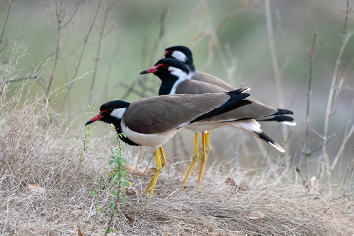 A group of red-wattled lapwings (Vanellus indicus) seen at Jhalana Reserve in Rajasthan India