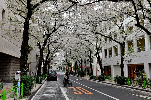 Somei-Yoshino cherry blossom is in full bloom, forming a tunnel over one of the streets in Nihonbashi, Tokyo business district.