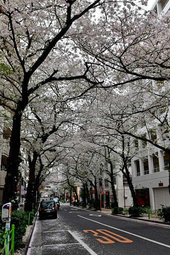 Somei-Yoshino cherry blossom is in full bloom, forming a tunnel over one of the streets in Nihonbashi, Tokyo business district.