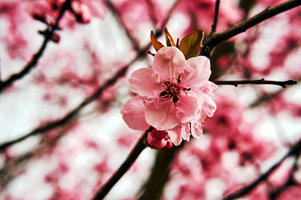 Blooming white flowers of a fruit trees in spring in Poland