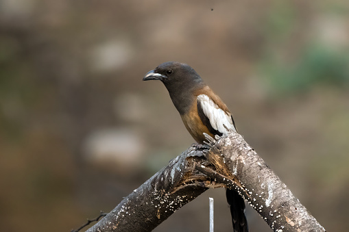 rufous treepie (Dendrocitta vagabunda) seen at Jhalana Reserve in Rajasthan India