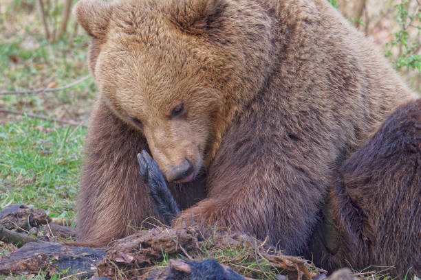 A spacious park with animals far from the city. A brown bear lying on the grass butchers an animal carcass.