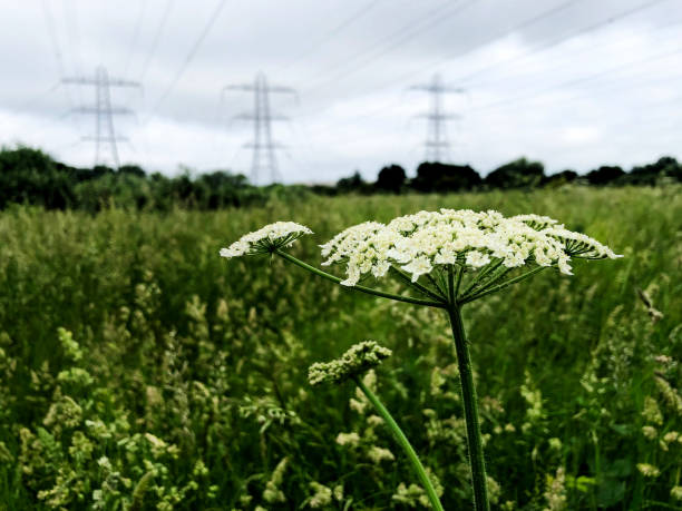 Cow Parsley flowers in a field with pylons on the horizon