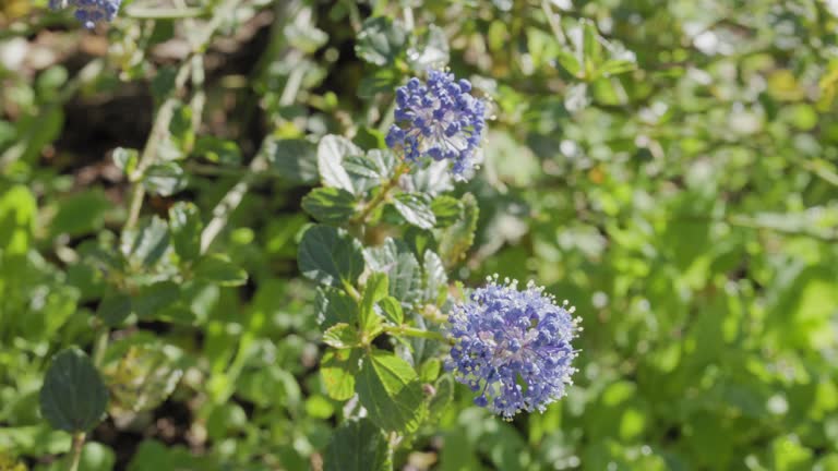 Blue flowers of buckbrush plant