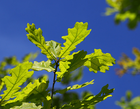 Springtime, Oeiras, Portugal. Environment.  Fresh young Oak tree leaves growing in their natural environment, highlighted against a clear blue sky. Shallow focus for effect. Space for text.
