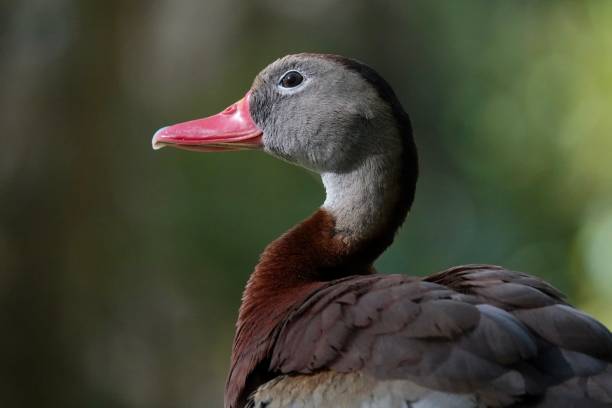 istock Beautiful Black-bellied Whistling Duck Close-up Profile. 2148384419
