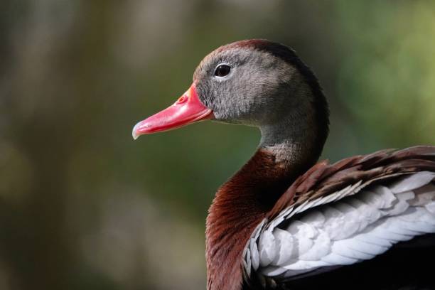 istock Black-bellied Whistling Duck Sunlit Profile 2148384421