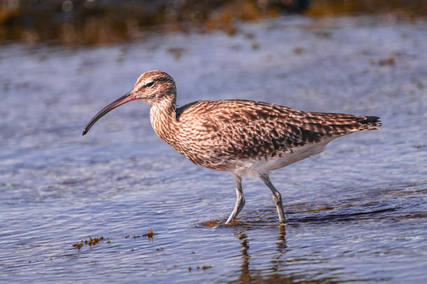 istock Eurasian curlew walking in the water 2148384462