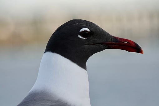Laughing gull in breeding plumage close up and personal in Charleston, SC.