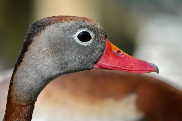 istock Black-bellied Whistling Duck Headshot 2148384490