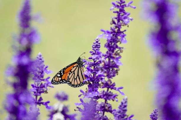 istock Monarch in the Garden 2148384541