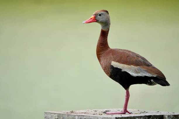 istock Black-bellied Whistling Duck on a Box 2148384602