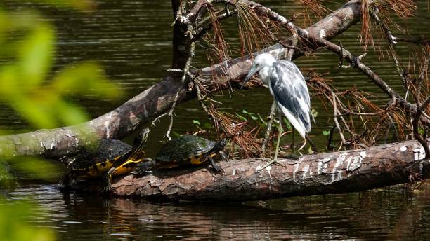 istock Immature Little Blue Heron and Turtles 2148384677