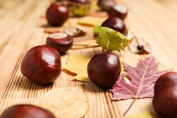 istock Fresh and ripe chestnuts, close up, Autumn chestnuts 2148384832
