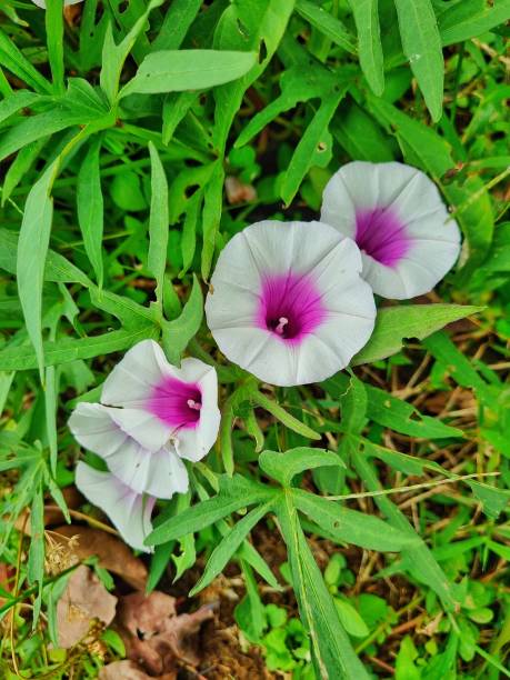 istock White and purple trumpet flower 2148384938