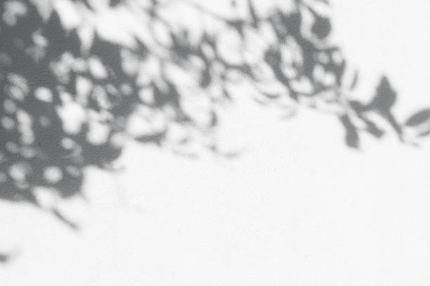 istock Natural shadow overlay on white colored grunge wall concrete texture background. 2148385420